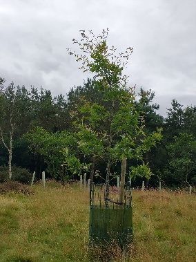 A young oak tree with a protective guard around its trunk, growing in a grassy clearing at Gordon Community Woodland